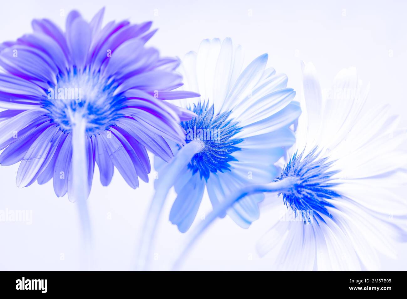 Gerbera fiori fiorire con sfondo bianco e spazio copia Foto Stock