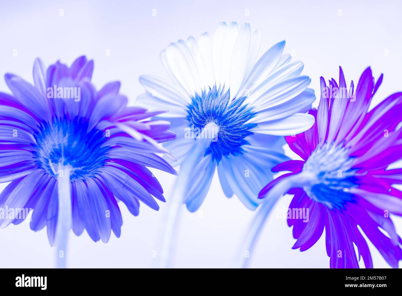 Gerbera fiori fiorire con sfondo bianco e spazio copia Foto Stock
