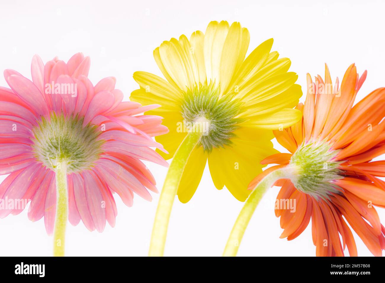Immagine dei fiori di Gerbera con steli, colori vivaci e sfondo bianco Foto Stock