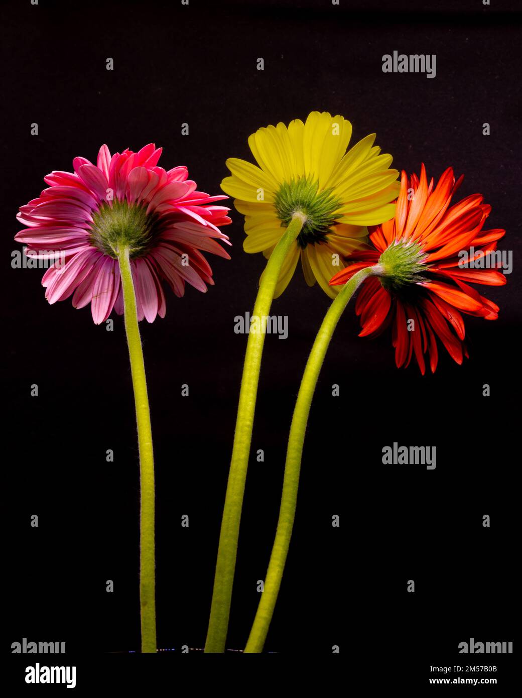 Colori vivaci di fiori di gerbera con steli verdi e sfondo nero Foto Stock