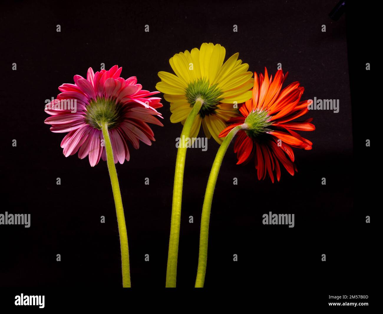 Colori vivaci di fiori di gerbera con steli verdi e sfondo nero Foto Stock