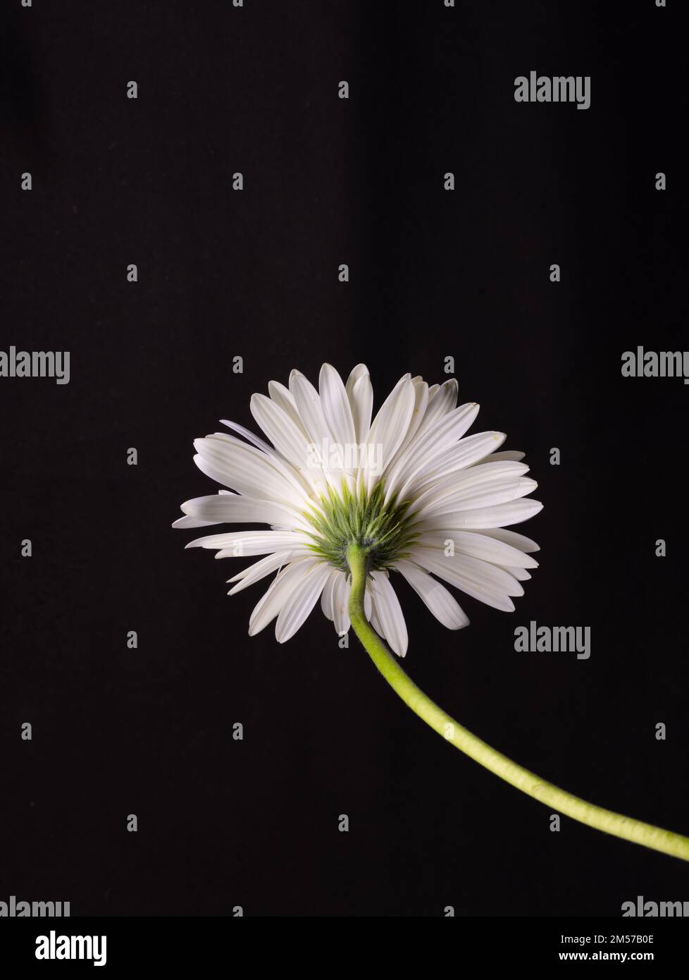Colori vivaci di fiori di gerbera con steli verdi e sfondo nero Foto Stock