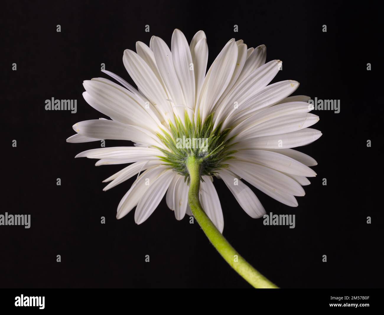 Colori vivaci di fiori di gerbera con steli verdi e sfondo nero Foto Stock