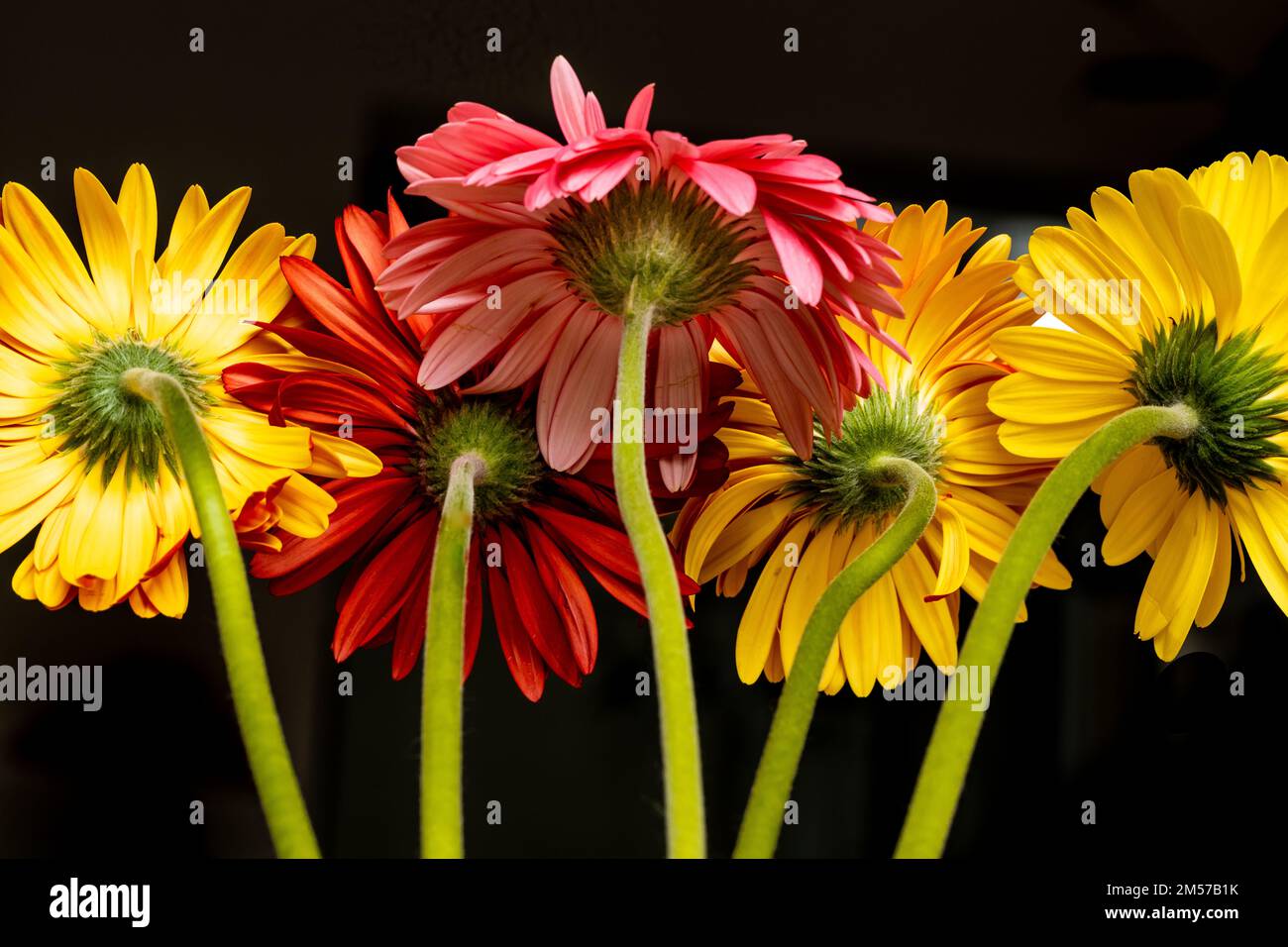 Colori vivaci di fiori di gerbera con steli verdi e sfondo nero Foto Stock