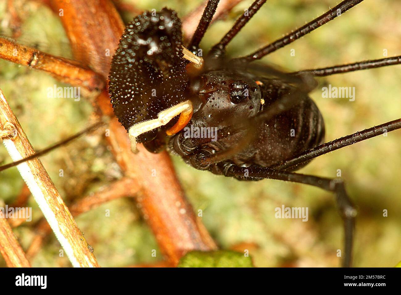 Arvestro nero a long-jawed (Pantopsalis sp.) Foto Stock