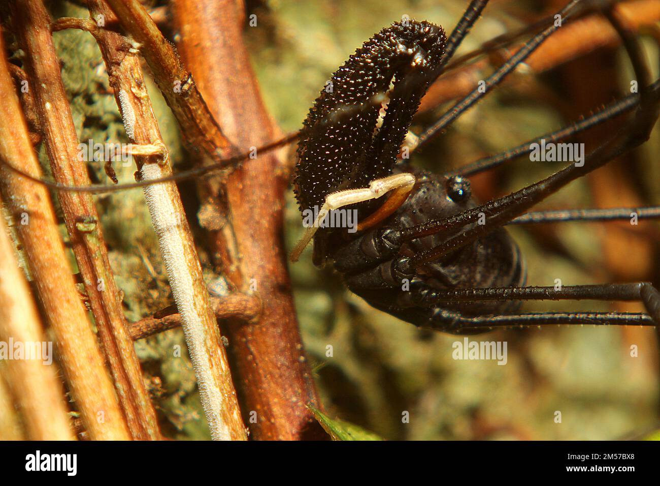 Arvestro nero a long-jawed (Pantopsalis sp.) Foto Stock