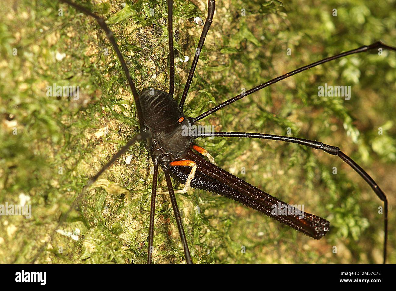 Arvestro nero a long-jawed (Pantopsalis sp.) Foto Stock