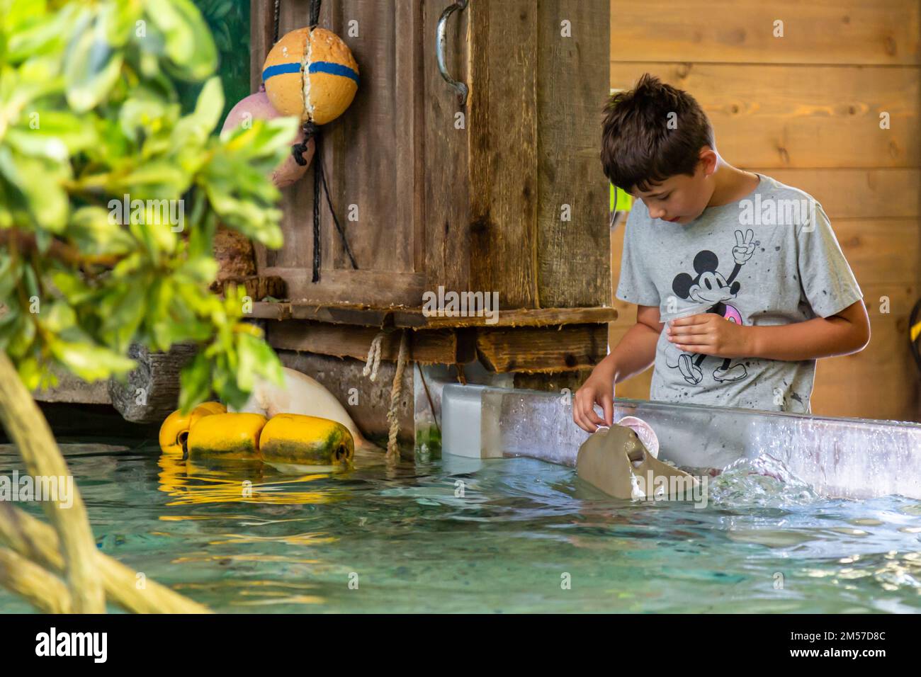 Un bambino si nutre di un raggio di vongesso nella mostra di stingray allo zoo per bambini di Fort Wayne, Indiana, USA. Foto Stock