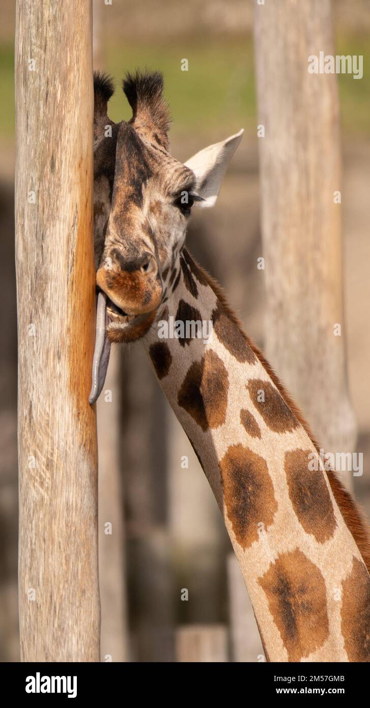 Una giraffa divertente che lecca un palo di legno in uno zoo Foto Stock