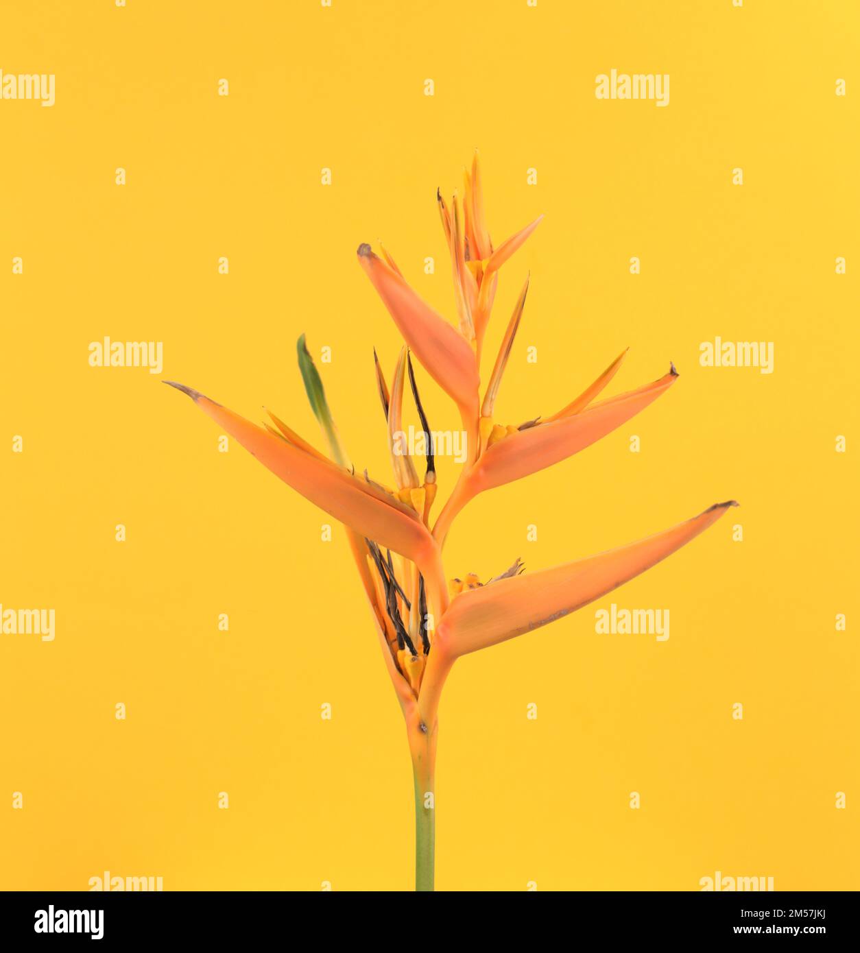 Uccello del paradiso tropicale esotico fiore pianta floreale su sfondo giallo astratto. Arte da parete, arte raffinata fotografia minimalista immagine stile. Foto Stock