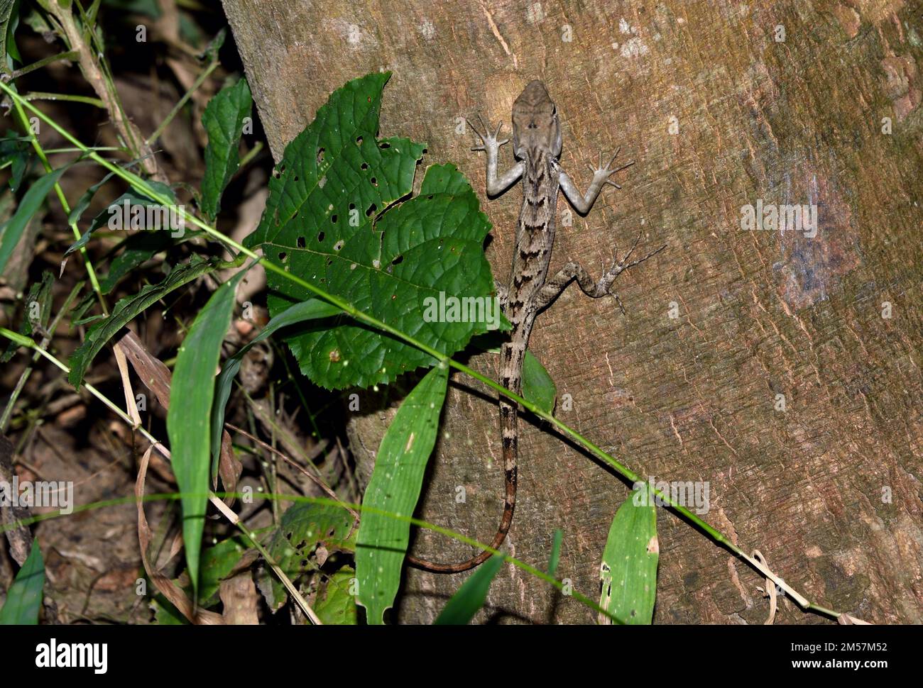 Un Lizard Crested modificabile (Calotes versicolor) sul tronco di un albero nella foresta in Thailandia Foto Stock