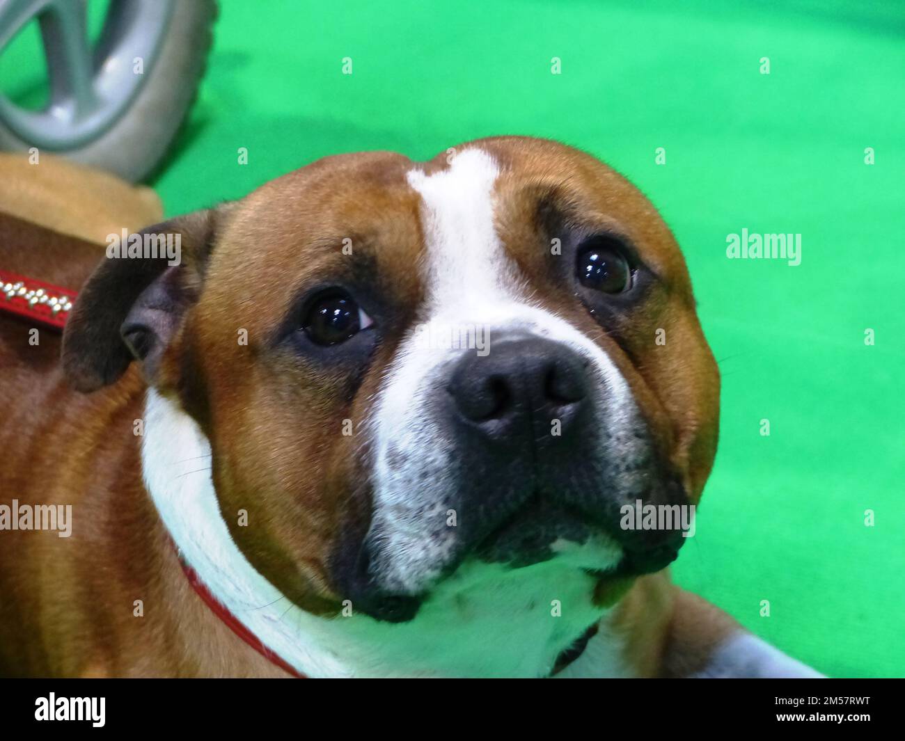 Chiuda il cane Foto Stock