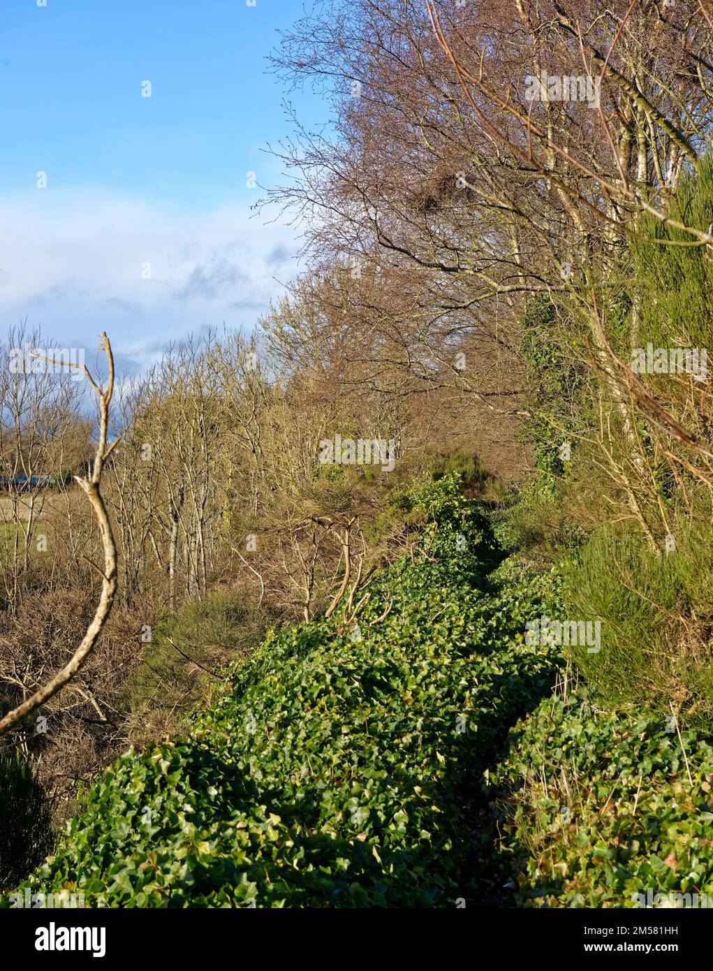 Un piccolo sentiero che attraversa il terreno Ivy, che copre l'argine della Ferrovia in disuso presso il piccolo villaggio di Leysmill. Foto Stock