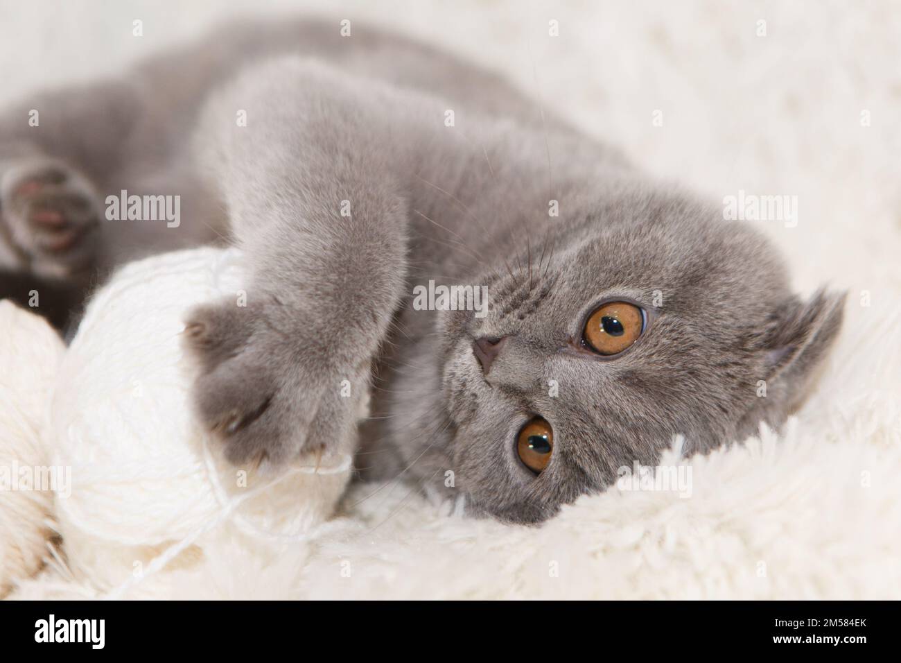 Un gatto grigio gioca con una palla bianca di lana su un soffice tappeto. Gattino felice ama accarezzare la mano della donna. shorthair britannico. Cat per nastri pubblicitari. Simpaticissimo primo piano per gli animali domestici. Foto di alta qualità Foto Stock