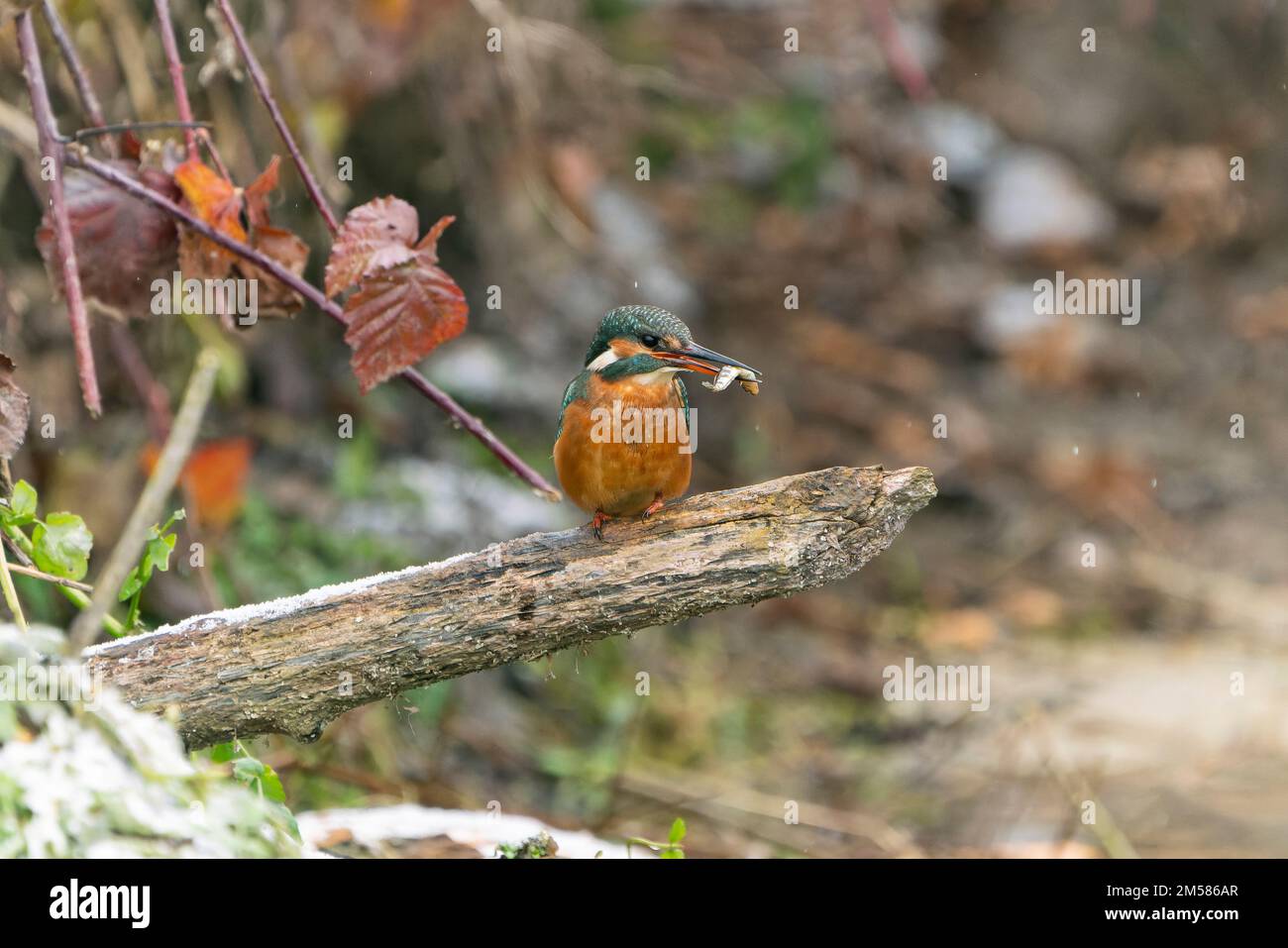 Un uccello Martin pescatore con cibo nel suo becco arroccato su un ramo di legno. Foto Stock