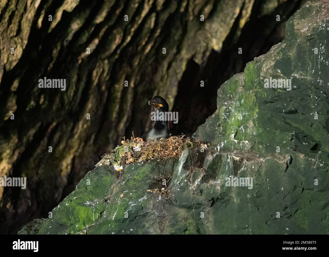 Shag (Gulosus aristotelis), sul nido, la grotta di Orkneyman, Bressay, Shetland Foto Stock