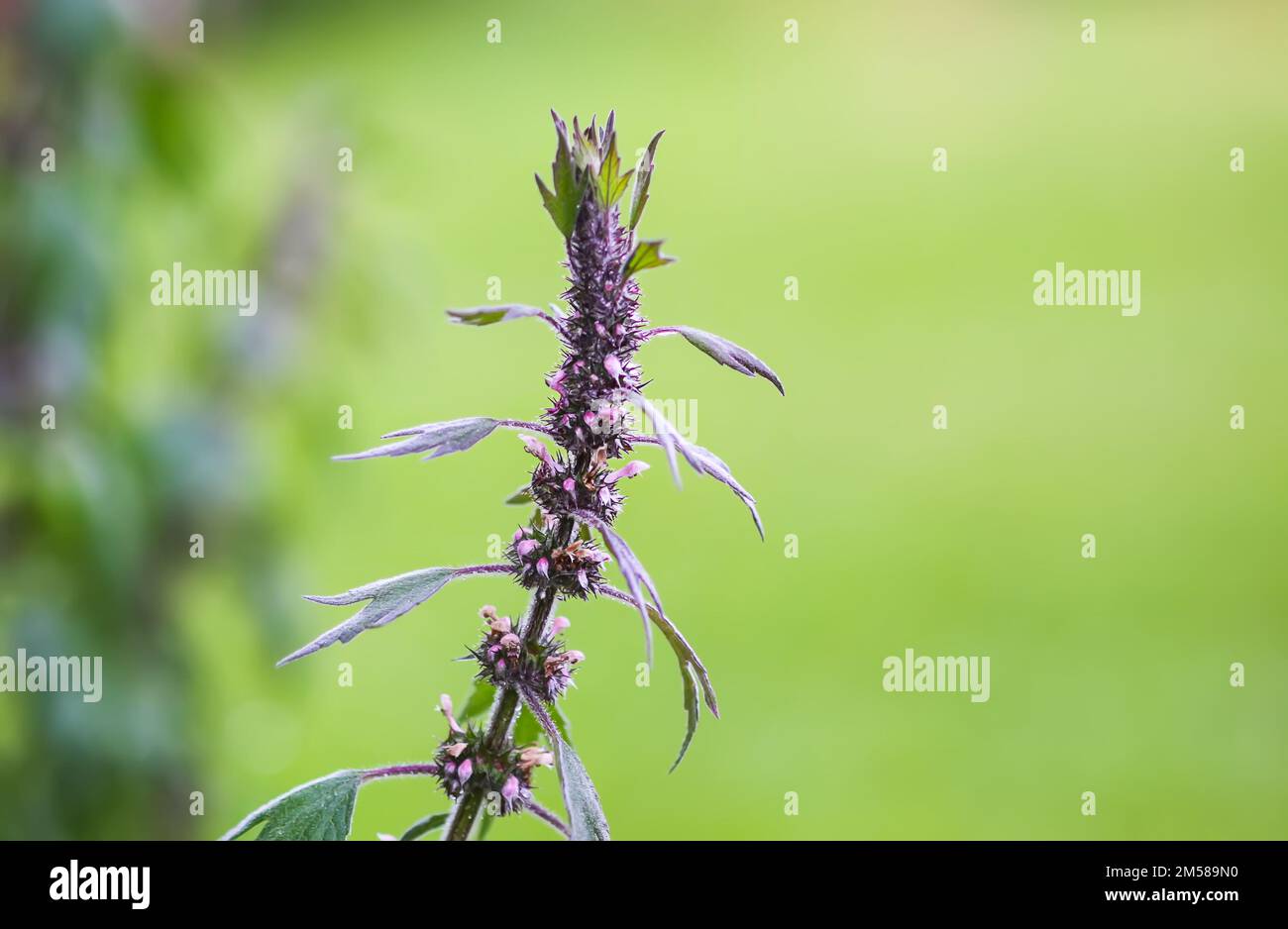 La pianta medica Motherwort che cresce all'aperto. Leonurus erba cardiaca Foto Stock