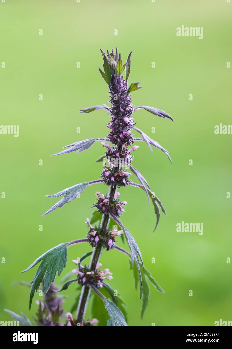 La pianta medica Motherwort che cresce all'aperto. Leonurus erba cardiaca Foto Stock