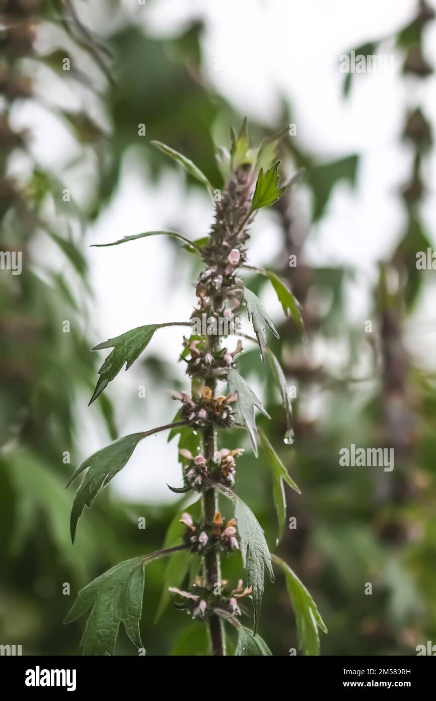 La pianta medica Motherwort che cresce all'aperto. Leonurus erba cardiaca Foto Stock