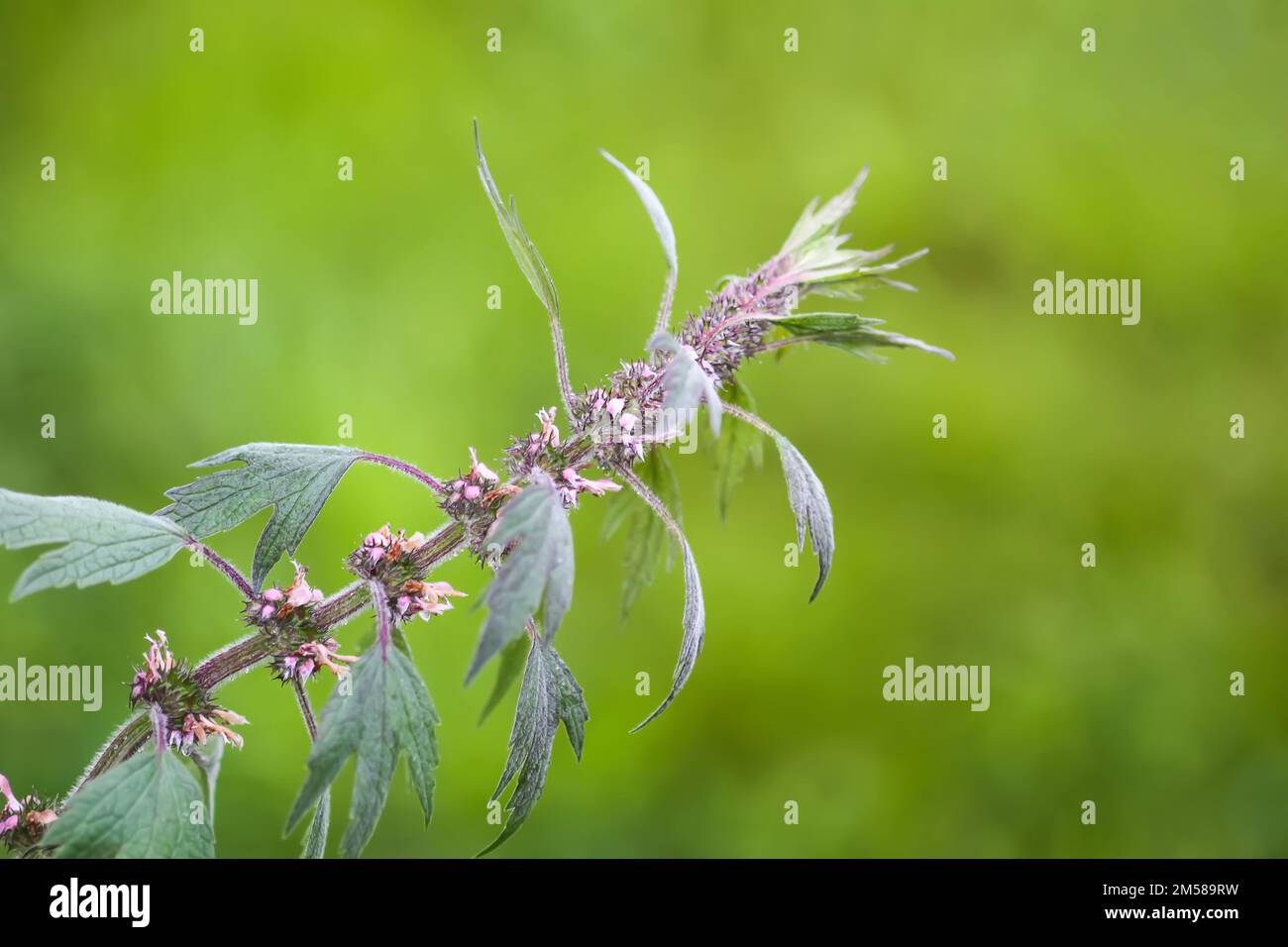 La pianta medica Motherwort che cresce all'aperto. Leonurus erba cardiaca Foto Stock
