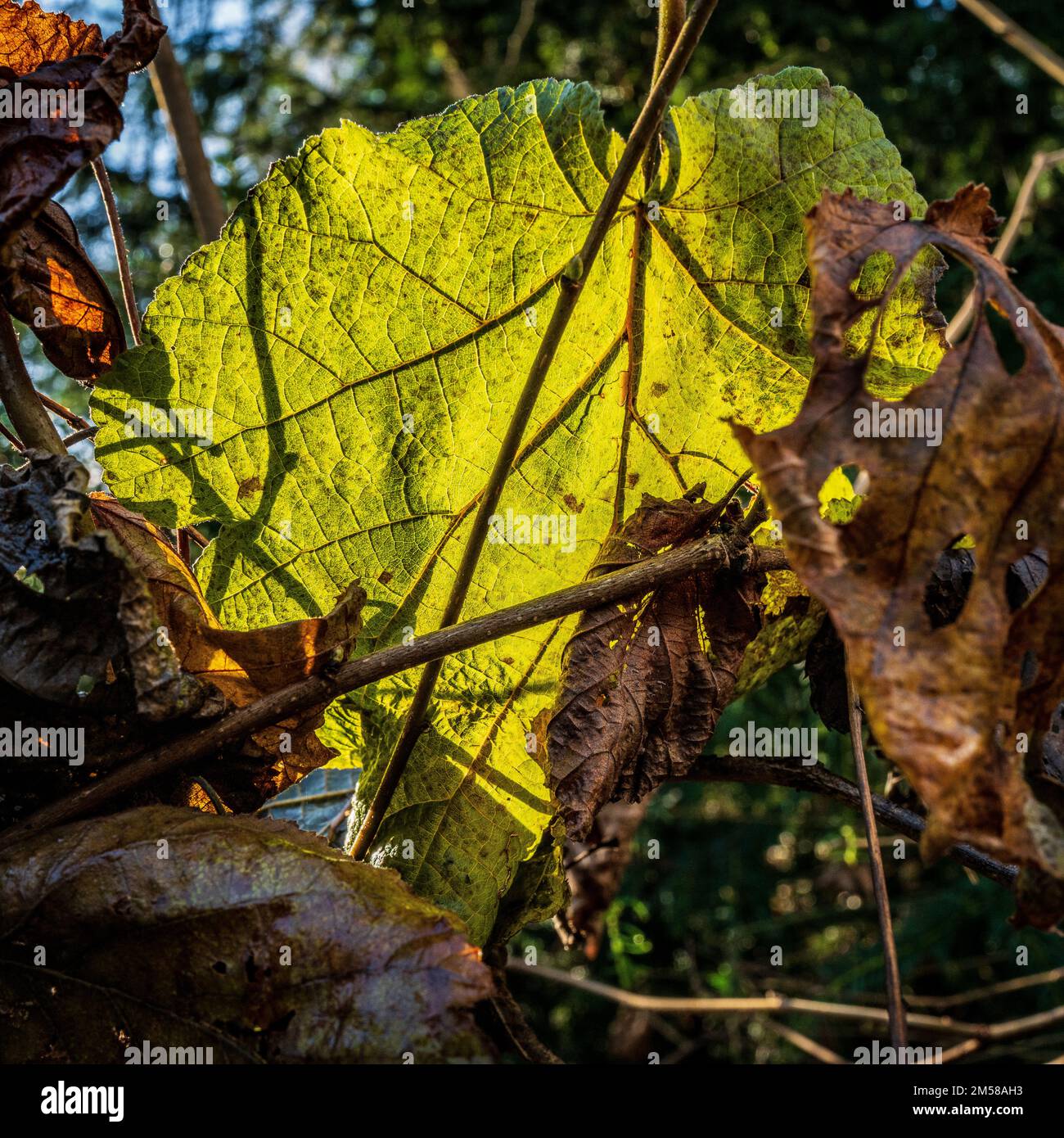 Le foglie d'inverno, verdi circondate da morti marroni, creano uno sfondo di flora colorata per comporre una bella cornice d'inverno. Astratto, sfondo. Foto Stock