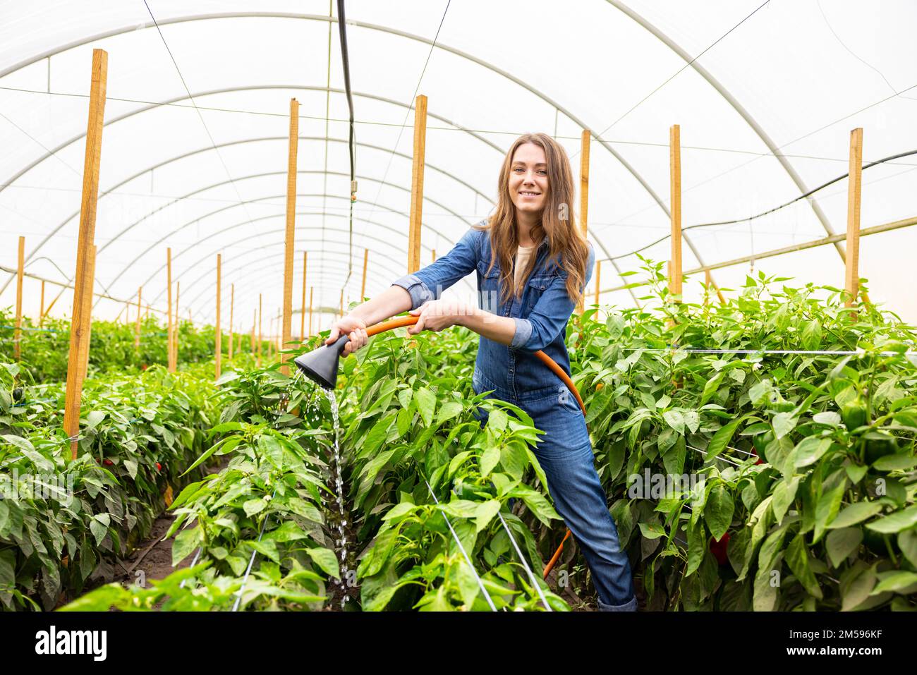 Agronomo esperto che si prende cura delle verdure in una casa Foto Stock