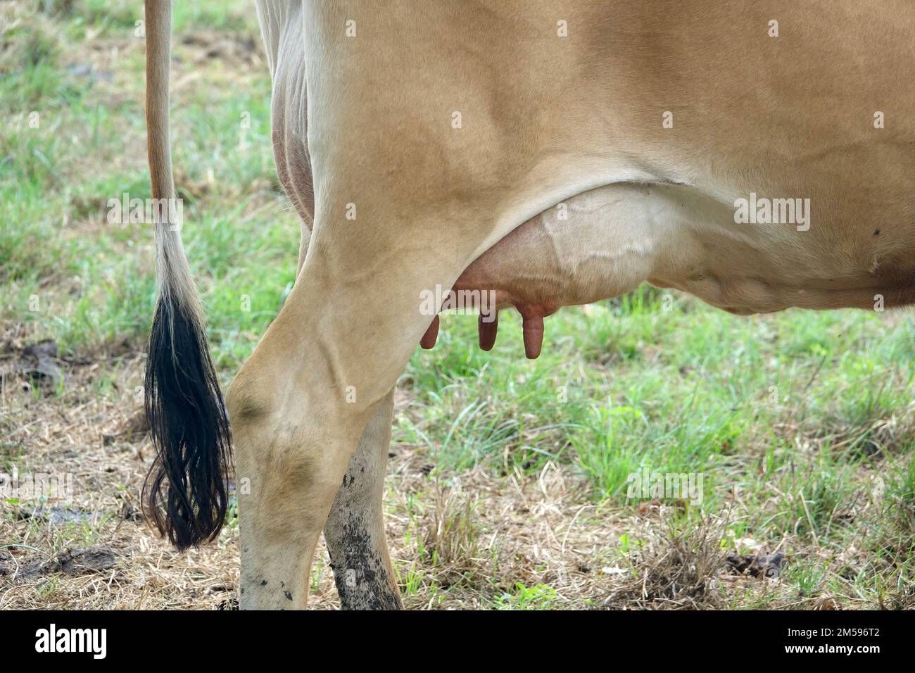 Maglia. 10th Set, 2022. I bovini del Jersey si riproducono su un pascolo dell'isola con lo stesso nome. Jersey Cattle è una razza di bestiame nazionale. Ha avuto origine sull'Isola del canale di Jersey e vi è stato allevato per secoli senza influenza da altre razze. È considerata una delle razze bovine più antiche del mondo. La razza bovina è apprezzata in tutto il mondo per la sua elevata resa lattiera, robustezza e temperamento delicato. Credit: Alexandra Schuler/dpa/Alamy Live News Foto Stock