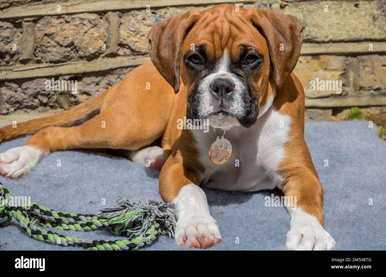 Un primo piano di un cane boxer marrone sdraiato e rilassante Foto stock -  Alamy