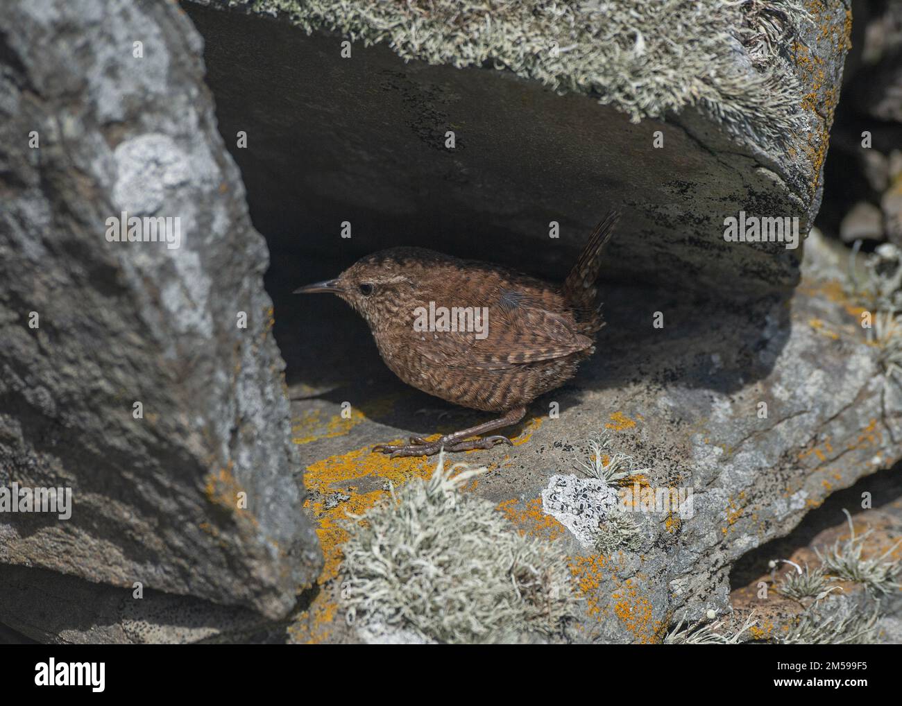 Shetland Wren, Sumburgh Head, Shetland Foto Stock