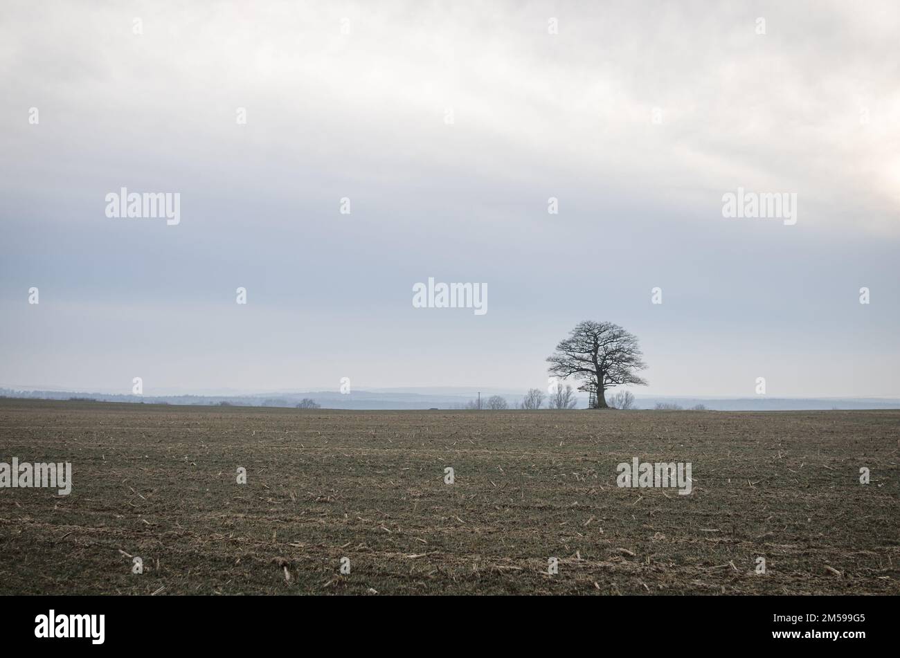 Baum / Feldbaum / Eiche mit Jägersitz im Winter Foto Stock