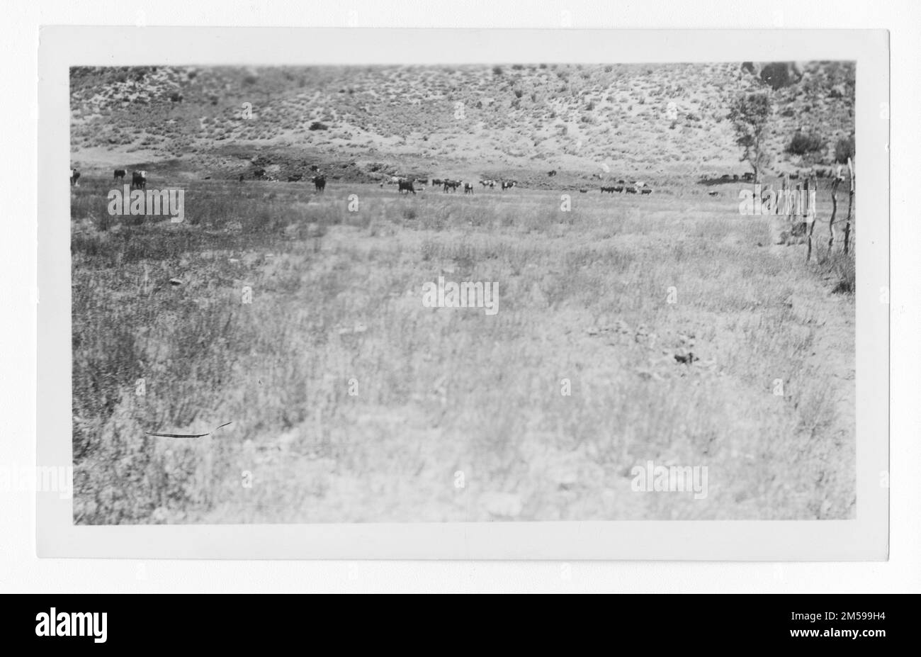 Didascalia originale: 'Bestiame bovino'. 1936 - 1942. Regione del Pacifico (Riverside, CA). Stampa fotografica. Dipartimento dell'interno. Ufficio degli affari indiani. Agenzia di missione. 11/15/1920-6/17/1946. Fotografie Foto Stock