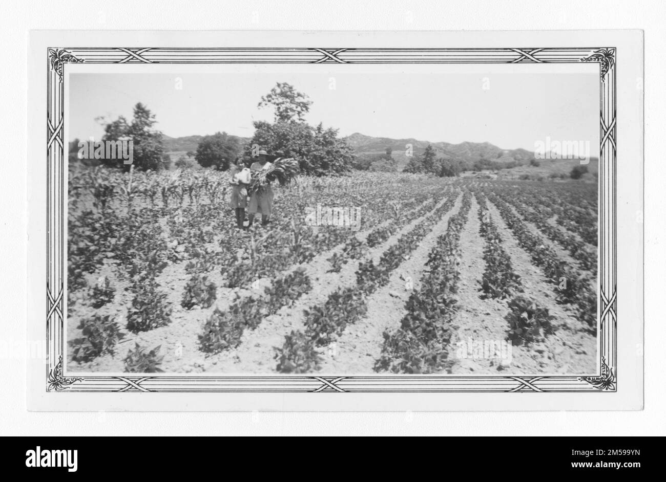 Didascalia originale: 'IR&R Garden Rose Murphy'. 1936 - 1942. Regione del Pacifico (Riverside, CA). Stampa fotografica. Dipartimento dell'interno. Ufficio degli affari indiani. Agenzia di missione. 11/15/1920-6/17/1946. Fotografie Foto Stock