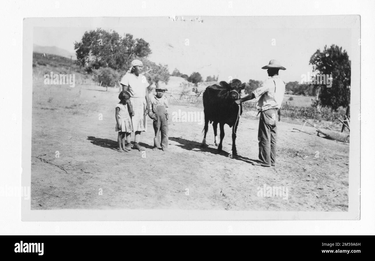 Didascalia originale: 'Soboba - Giovane giovenca di una mandria di quattro mucche da latte appartenenti alla Sig.ra Petra Arrietta di Soboba.'. 1936 - 1942. Regione del Pacifico (Riverside, CA). Stampa fotografica. Dipartimento dell'interno. Ufficio degli affari indiani. Agenzia di missione. 11/15/1920-6/17/1946. Fotografie Foto Stock