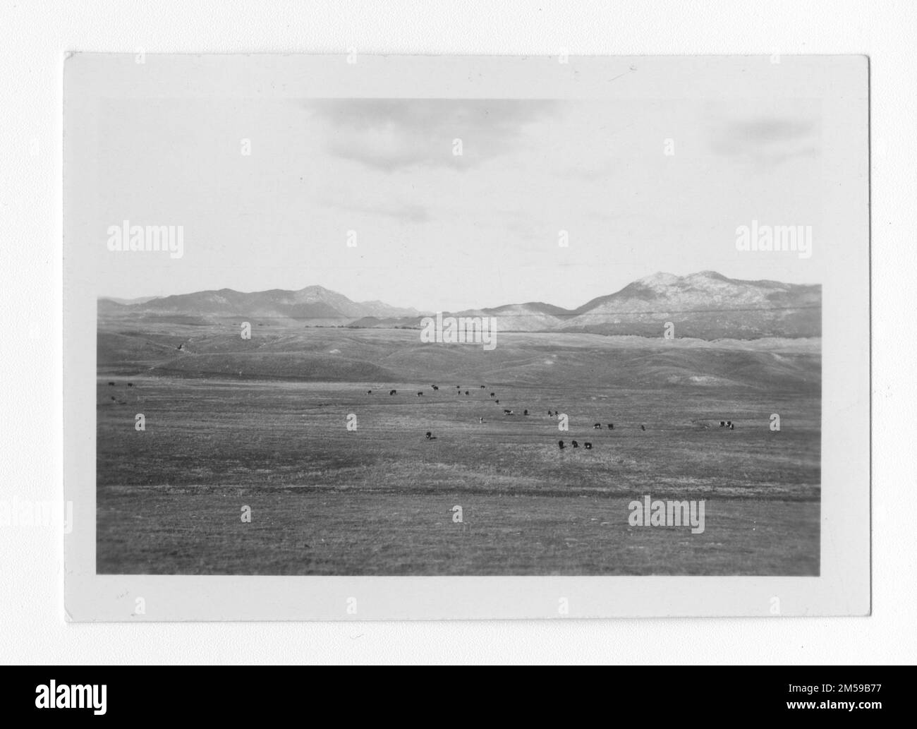 Didascalia originale: 'Bestiame bovino'. 1936 - 1942. Regione del Pacifico (Riverside, CA). Stampa fotografica. Dipartimento dell'interno. Ufficio degli affari indiani. Agenzia di missione. 11/15/1920-6/17/1946. Fotografie Foto Stock