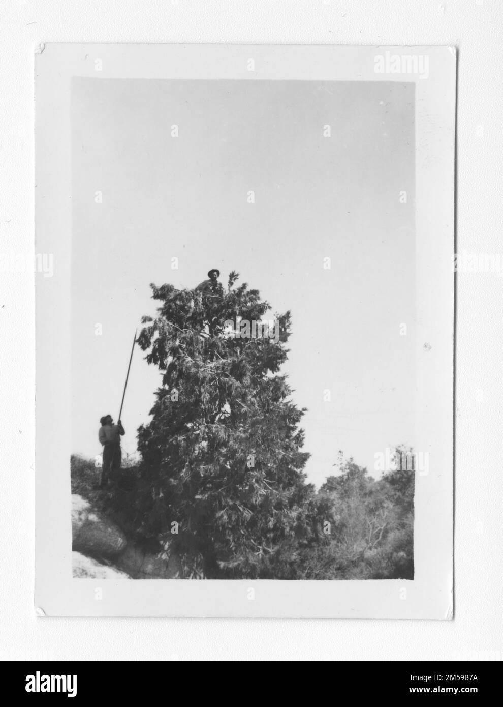 Didascalia originale: 'Misc. Agricoltura". 1936 - 1942. Regione del Pacifico (Riverside, CA). Stampa fotografica. Dipartimento dell'interno. Ufficio degli affari indiani. Agenzia di missione. 11/15/1920-6/17/1946. Fotografie Foto Stock