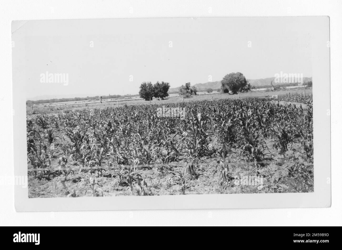 Didascalia originale: 'Granoturco in crescita sulla riserva di Pauma'. 1936 - 1942. Regione del Pacifico (Riverside, CA). Stampa fotografica. Dipartimento dell'interno. Ufficio degli affari indiani. Agenzia di missione. 11/15/1920-6/17/1946. Fotografie Foto Stock