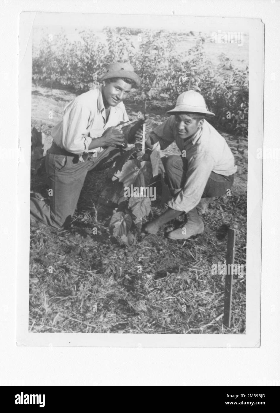 Didascalia originale: 'Misc. Agricoltura". 1936 - 1942. Regione del Pacifico (Riverside, CA). Stampa fotografica. Dipartimento dell'interno. Ufficio degli affari indiani. Agenzia di missione. 11/15/1920-6/17/1946. Fotografie Foto Stock