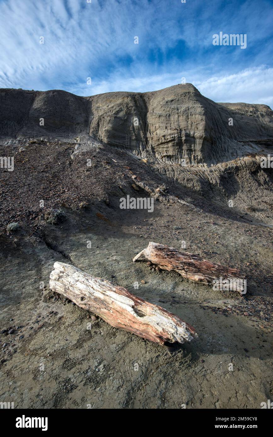 Der versteinerte Wald von José de Ormachea in Patagonien, Argentinien. Foto Stock