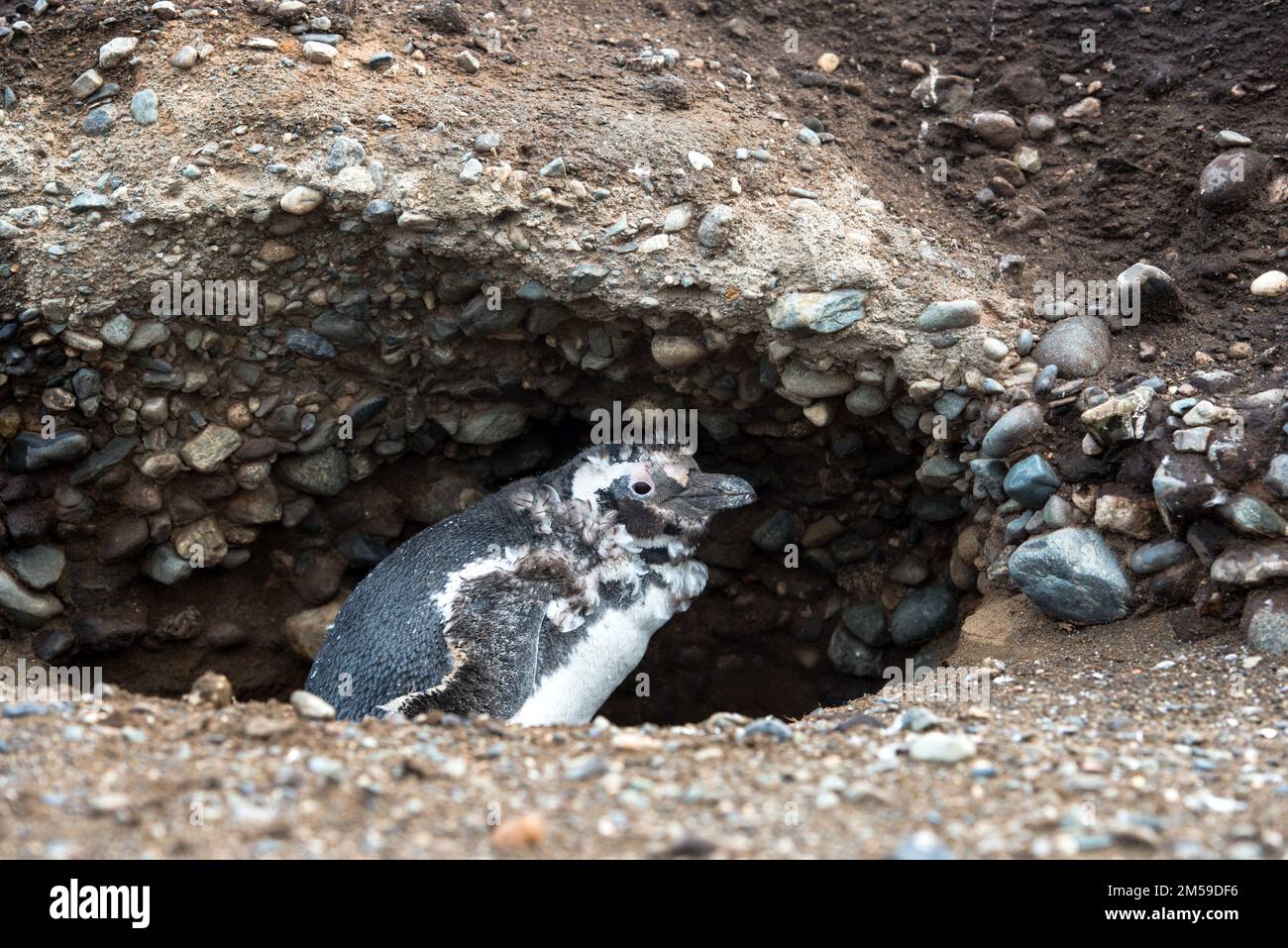 Bei den Magellan-Pinguinen auf der Insel Magdalena in Cile. Foto Stock