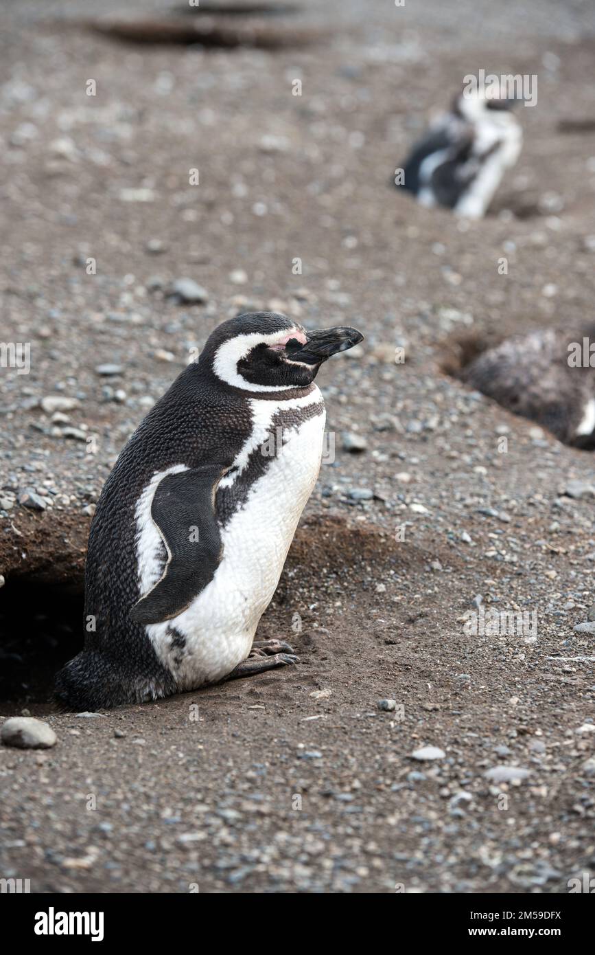 Bei den Magellan-Pinguinen auf der Insel Magdalena in Cile. Foto Stock