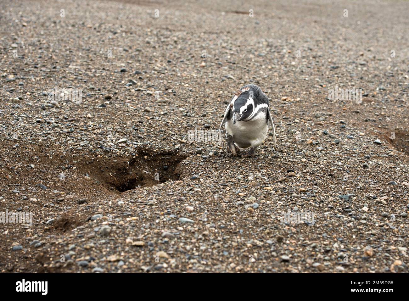 Bei den Magellan-Pinguinen auf der Insel Magdalena in Cile. Foto Stock