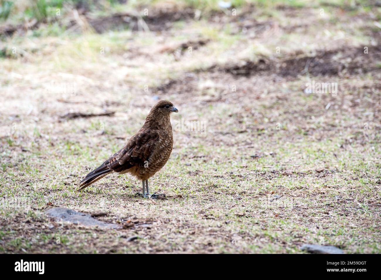 Im Torres del Paine Nationalpark a Süd-Patagonien, Cile. Foto Stock