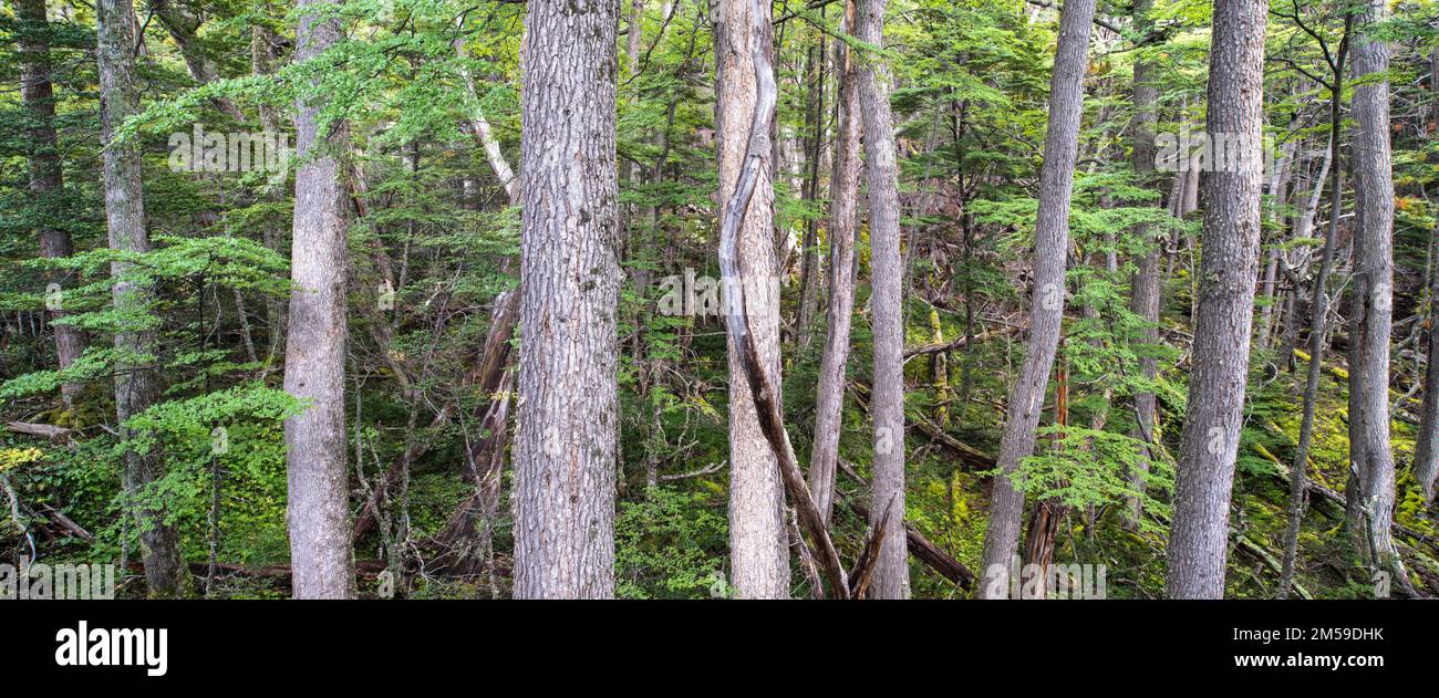 Im Torres del Paine Nationalpark a Süd-Patagonien, Cile. Foto Stock