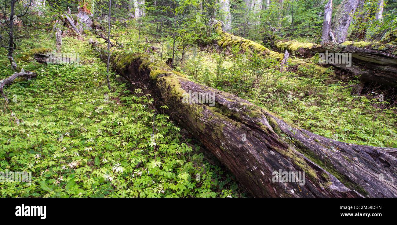 Im Torres del Paine Nationalpark a Süd-Patagonien, Cile. Foto Stock