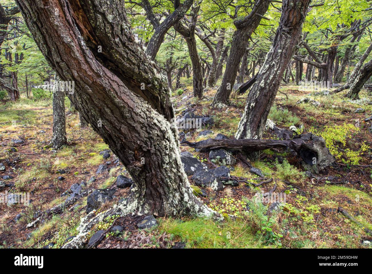 Im Torres del Paine Nationalpark a Süd-Patagonien, Cile. Foto Stock