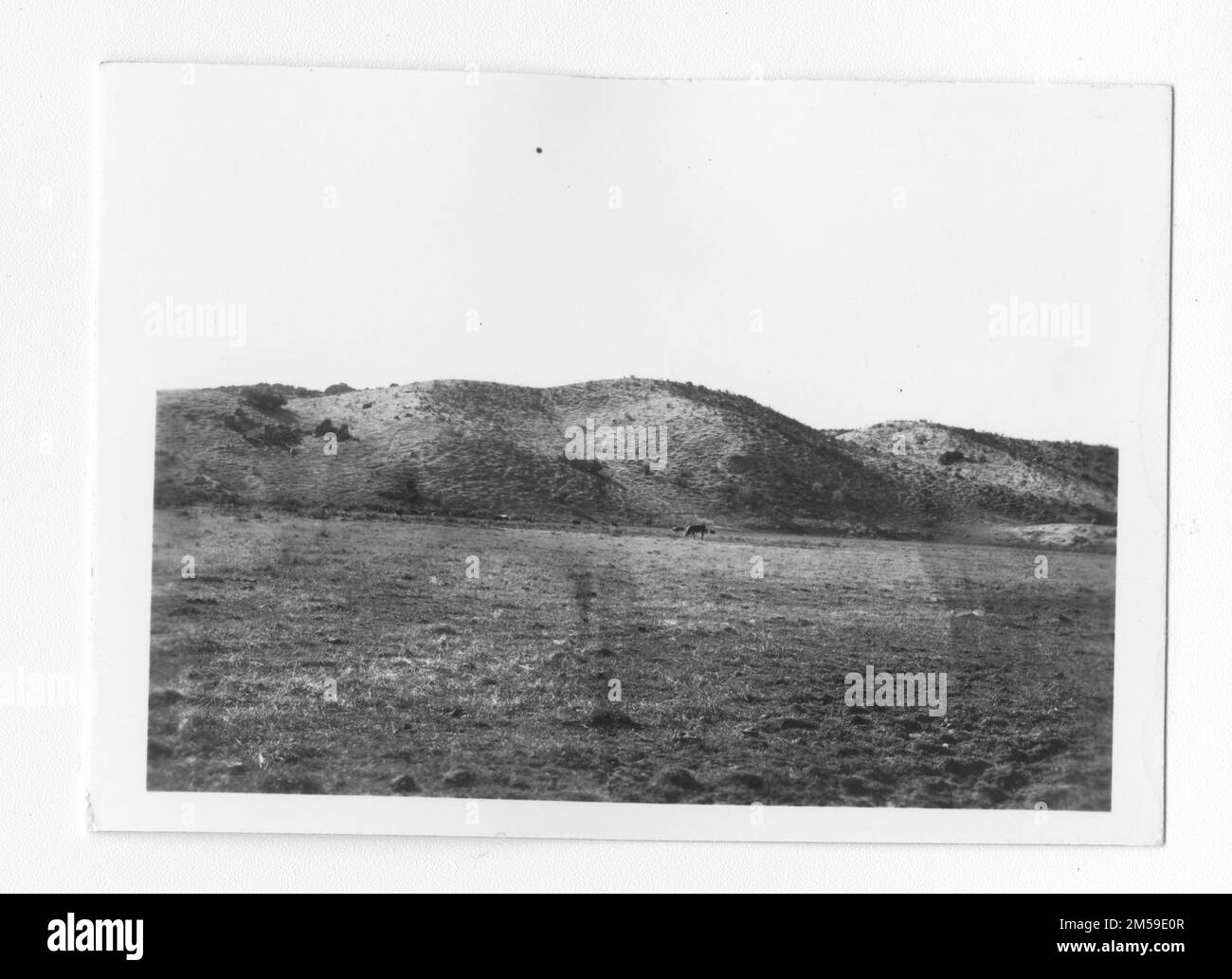 Didascalia originale: 'Bestiame bovino'. 1936 - 1942. Regione del Pacifico (Riverside, CA). Stampa fotografica. Dipartimento dell'interno. Ufficio degli affari indiani. Agenzia di missione. 11/15/1920-6/17/1946. Fotografie Foto Stock