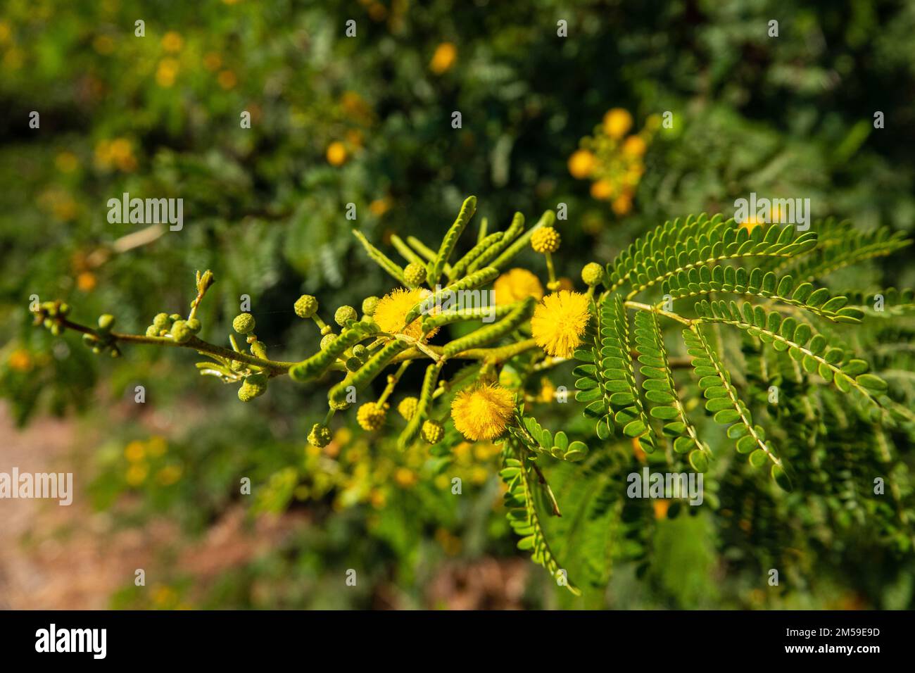 mimosa acacia con foglie Foto Stock