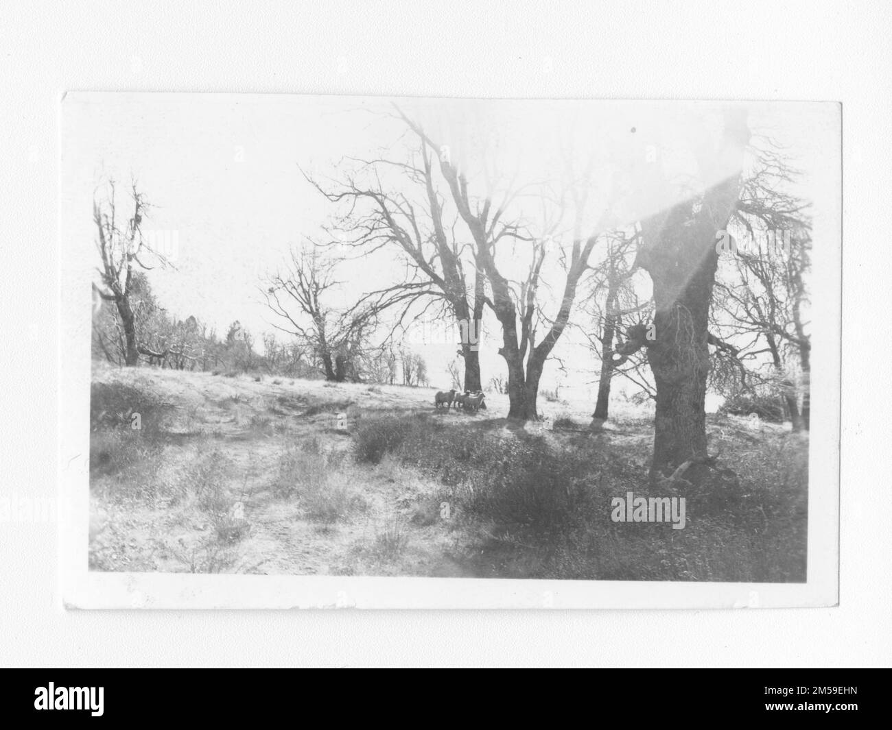 Didascalia originale: 'Bestiame bovino'. 1936 - 1942. Regione del Pacifico (Riverside, CA). Stampa fotografica. Dipartimento dell'interno. Ufficio degli affari indiani. Agenzia di missione. 11/15/1920-6/17/1946. Fotografie Foto Stock