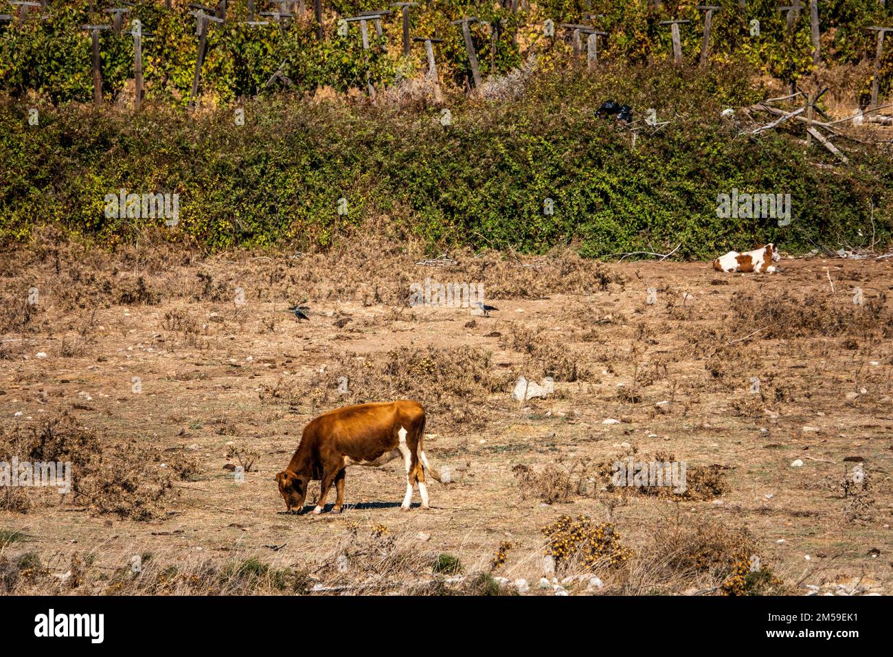 Mucche pascolano nei cespugli vicino al villaggio Foto Stock