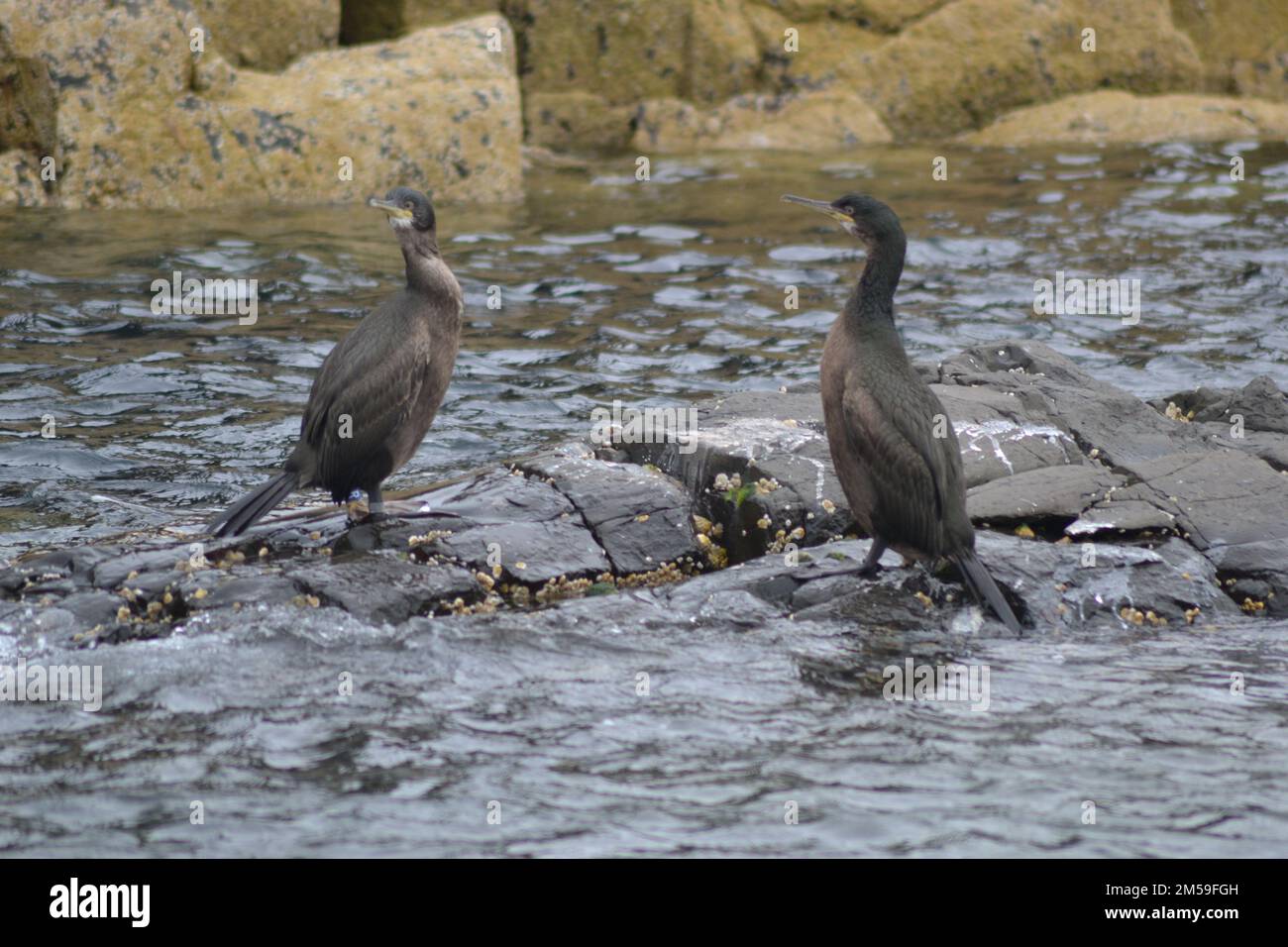 Farne Island Cormorani in acqua Foto Stock